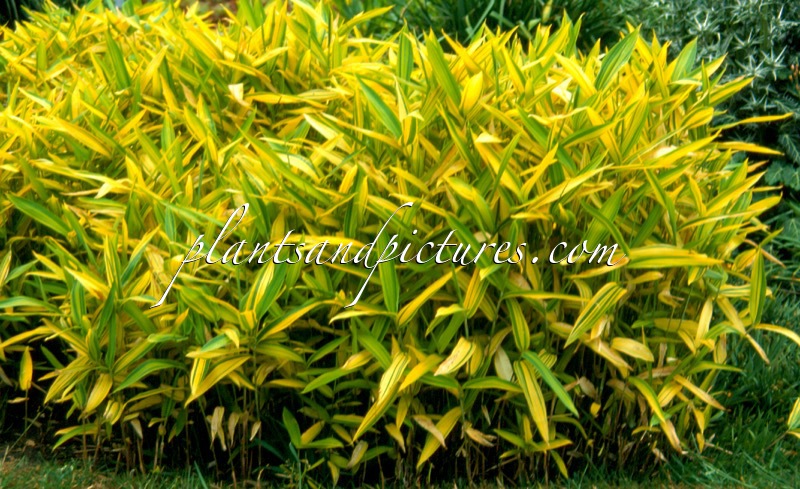 Pleioblastus auricomus