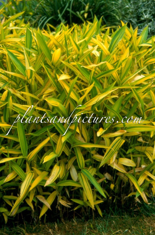 Pleioblastus auricomus