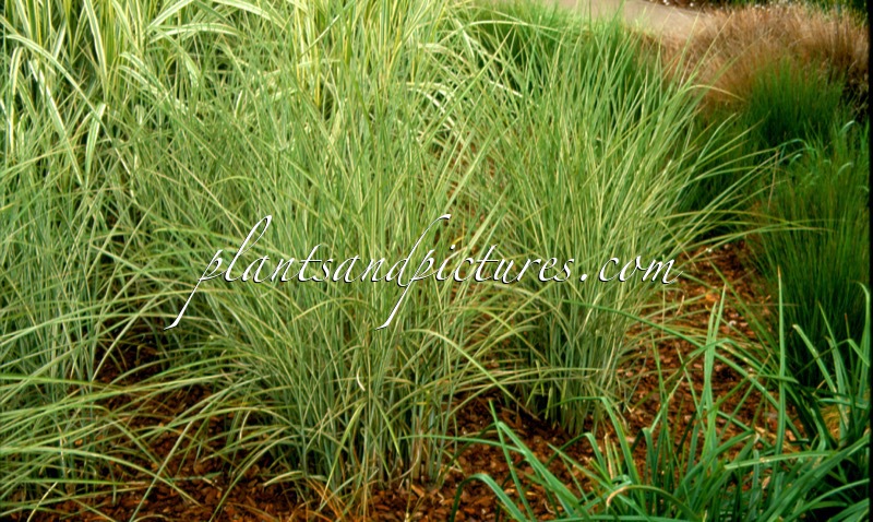 Miscanthus sinensis ‘Rotsilber’