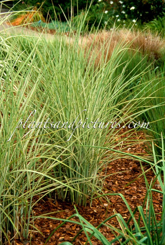 Miscanthus sinensis ‘Rotsilber’