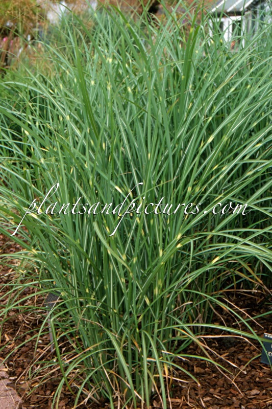 Miscanthus sinensis ‘Pünkchen’