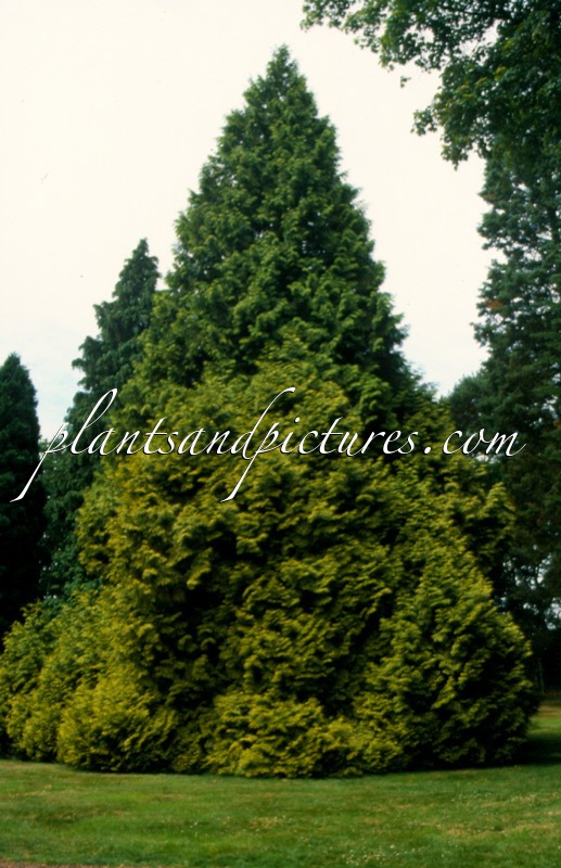 Thuja plicata ‘Zebrina’