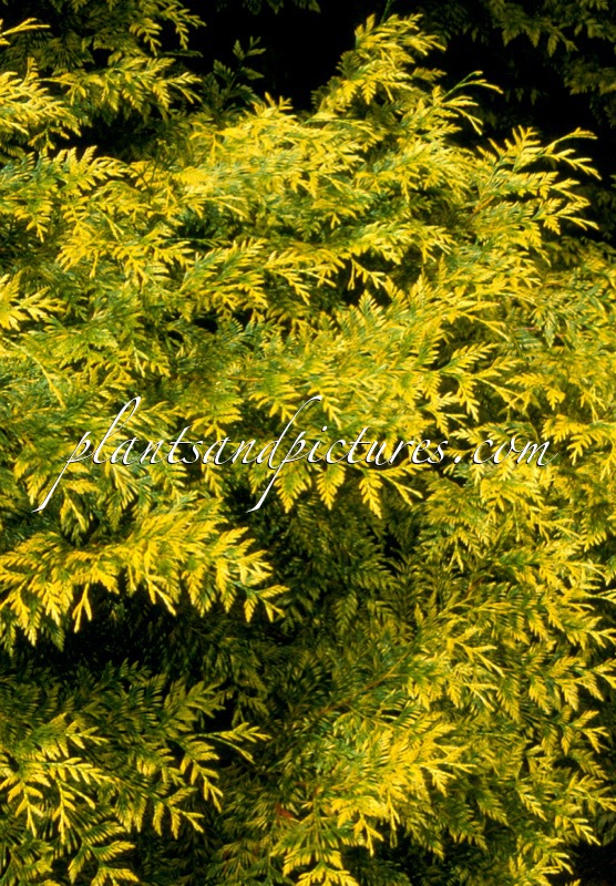 Thuja plicata ‘Zebrina’