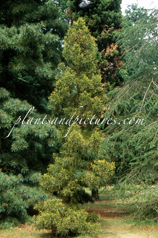 Athrotaxis laxifolia
