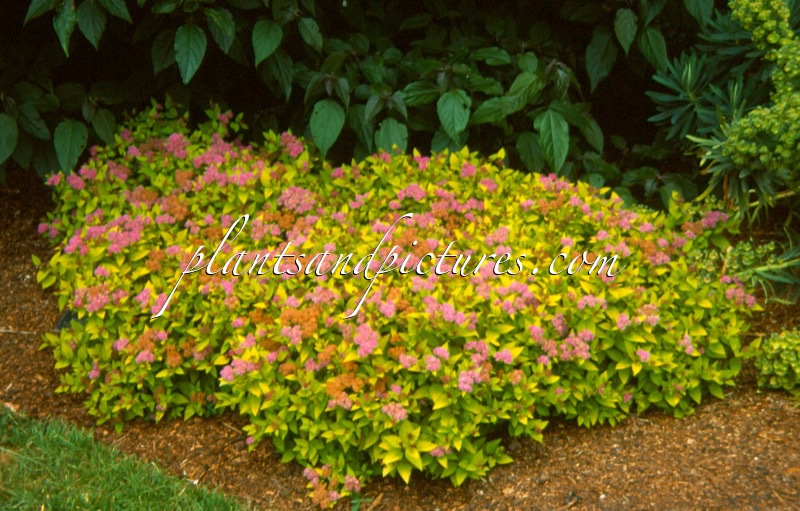 Spiraea japonica ‘Walbuma’ (MAGIC CARPET)