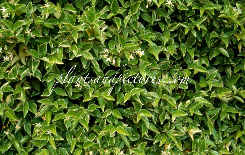Trachelospermum jasminoides ‘Variegatum’