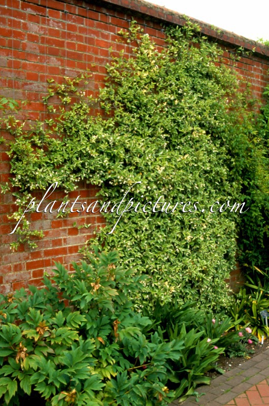 Trachelospermum jasminoides ‘Variegatum’