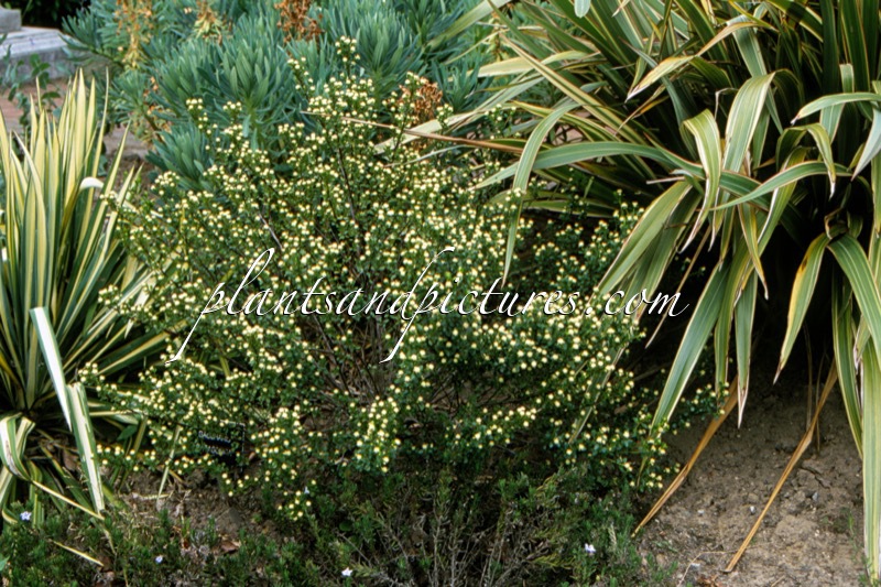 Baccharis patagonica