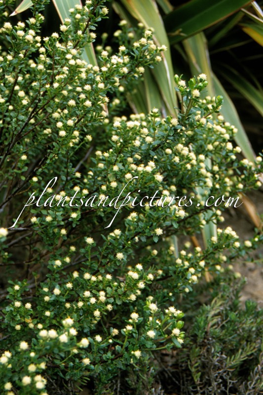 Baccharis patagonica