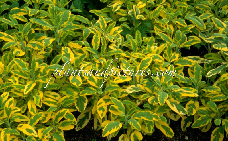 Salvia officinalis ‘Icterina’