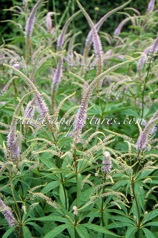 Veronicastrum virginicum ‘Pointed Finger’