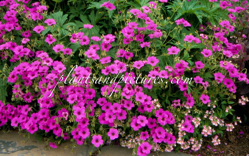 Geranium ‘Patricia’