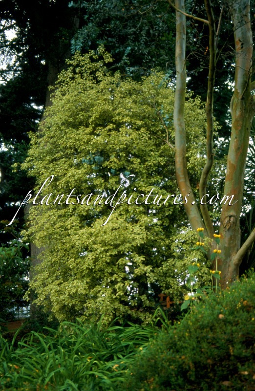 Pittosporum tenuifolium ‘Wendle Channon’