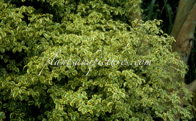 Pittosporum tenuifolium ‘Wendle Channon’