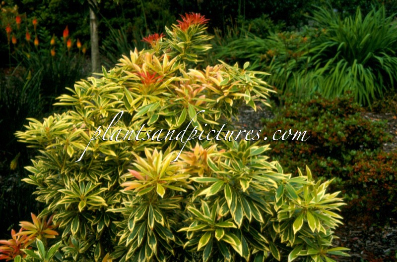 Pieris ‘Flaming Silver’