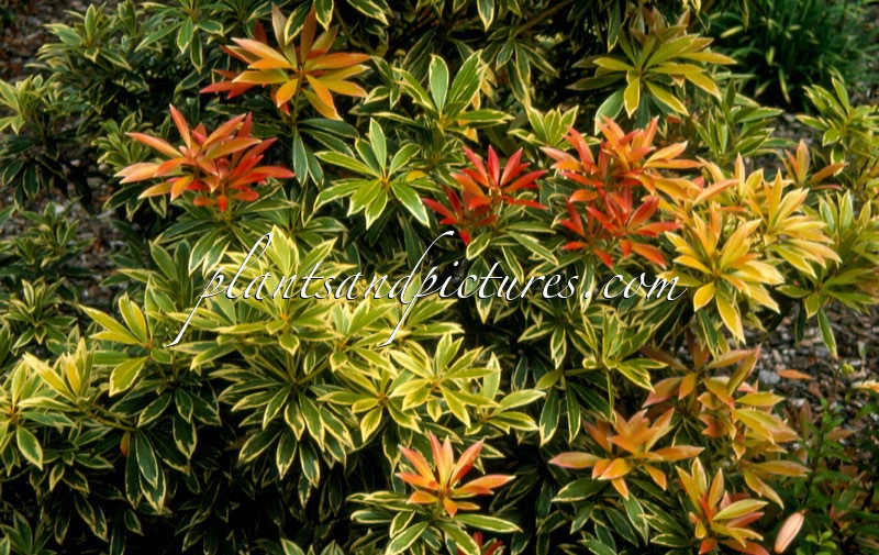 Pieris ‘Flaming Silver’
