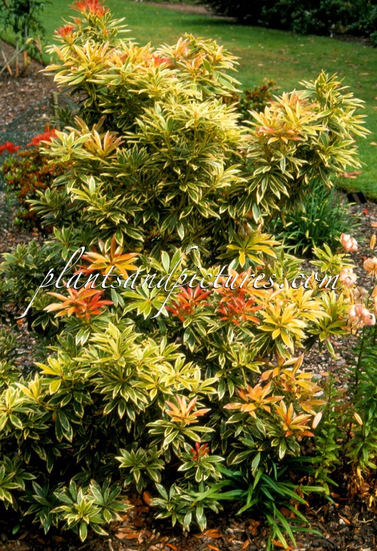 Pieris ‘Flaming Silver’