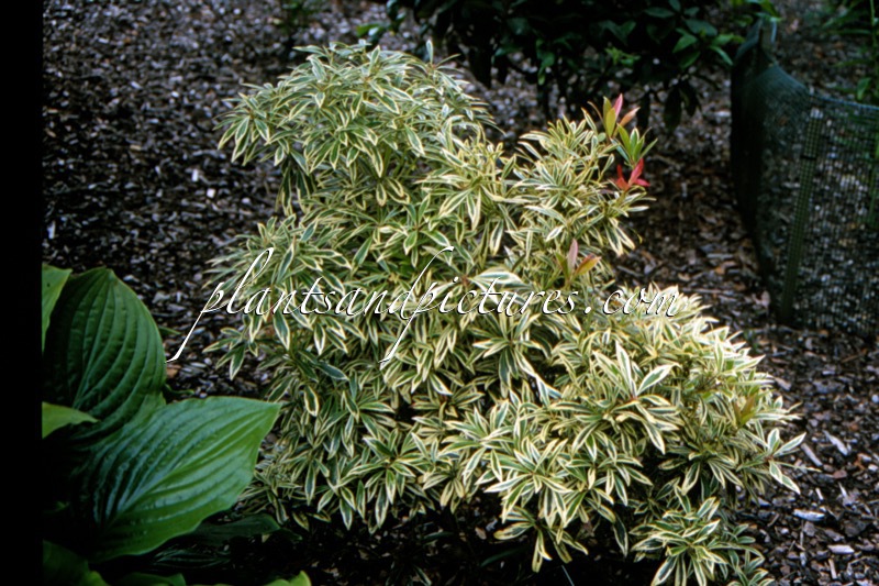 Pieris ‘Mouwsvila’ (HAVILA)