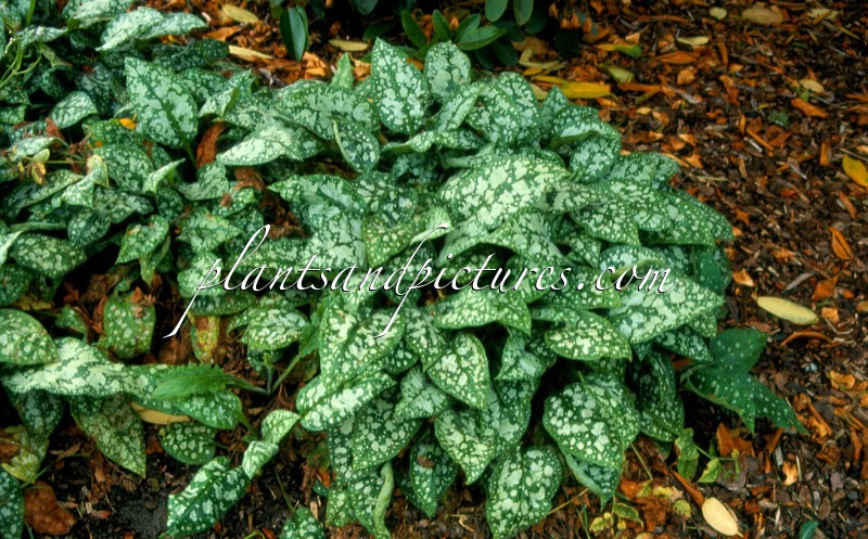 Pulmonaria ‘Reginald Kaye’