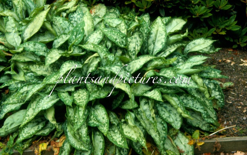 Pulmonaria ‘Mary Mottram’