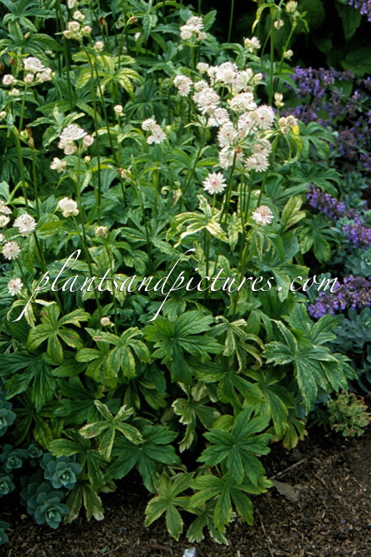 Astrantia major ‘Sunningdale Variegated’