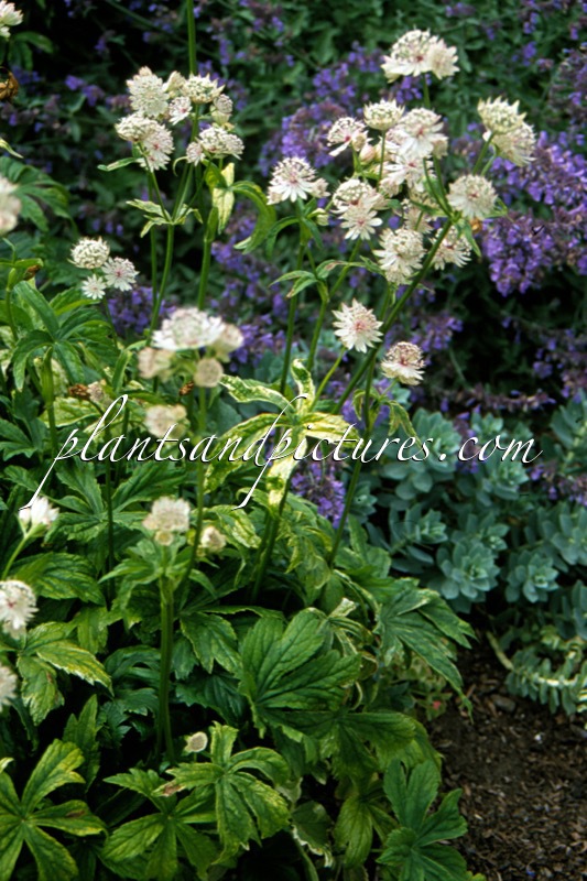 Astrantia major ‘Sunningdale Variegated’