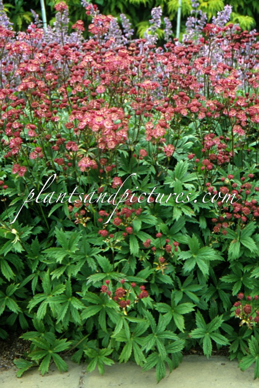 Astrantia major ‘Ruby Wedding’