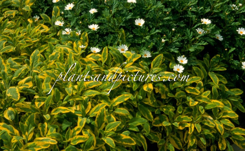 Salvia officinalis ‘Icterina’