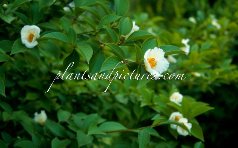 Stewartia pseudocamellia