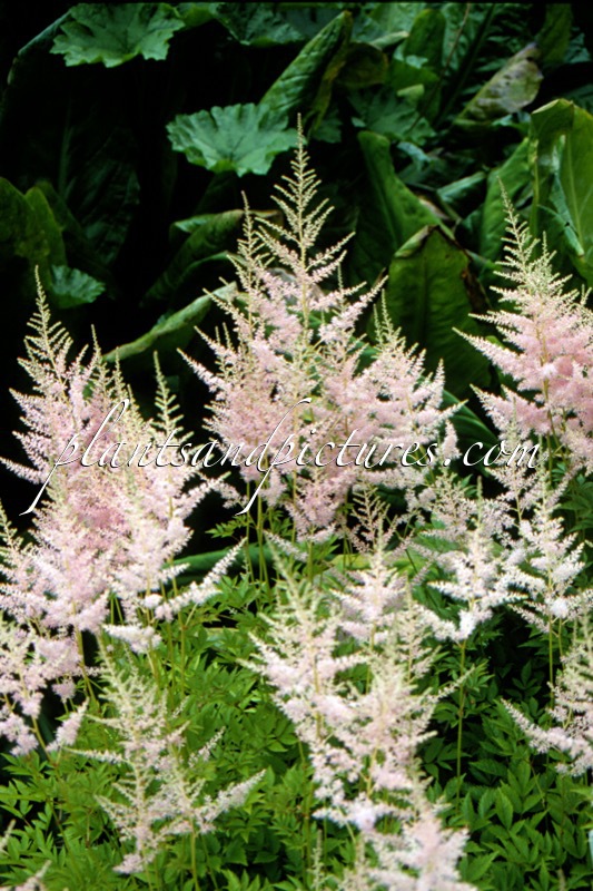 Astilbe ‘Venus’