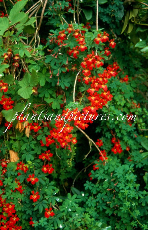 Tropaeolum speciosum