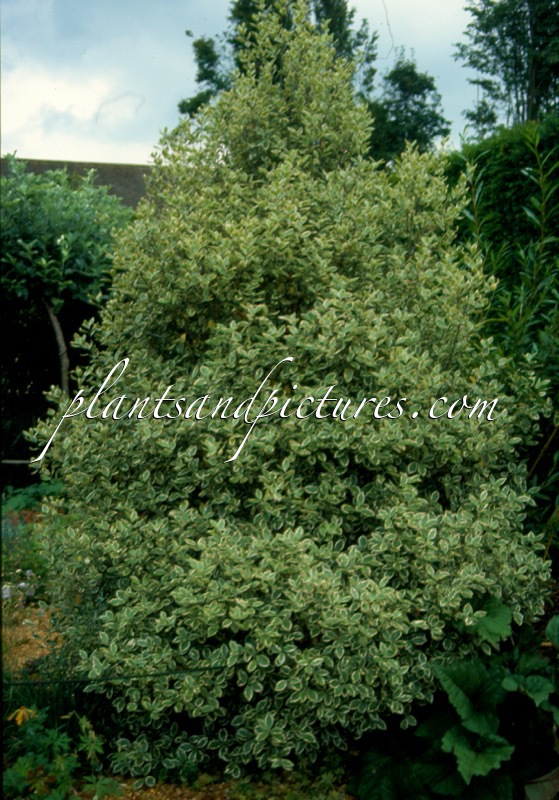 Pittosporum tenuifolium ‘Marjory Channon’