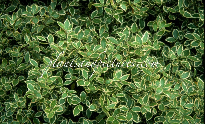Pittosporum tenuifolium ‘Marjory Channon’