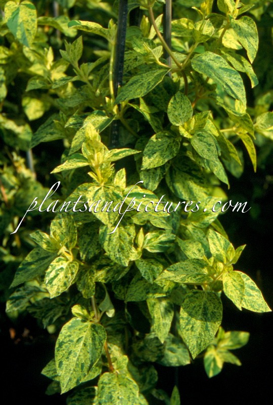 Lonicera japonica ‘Mint Crisp’