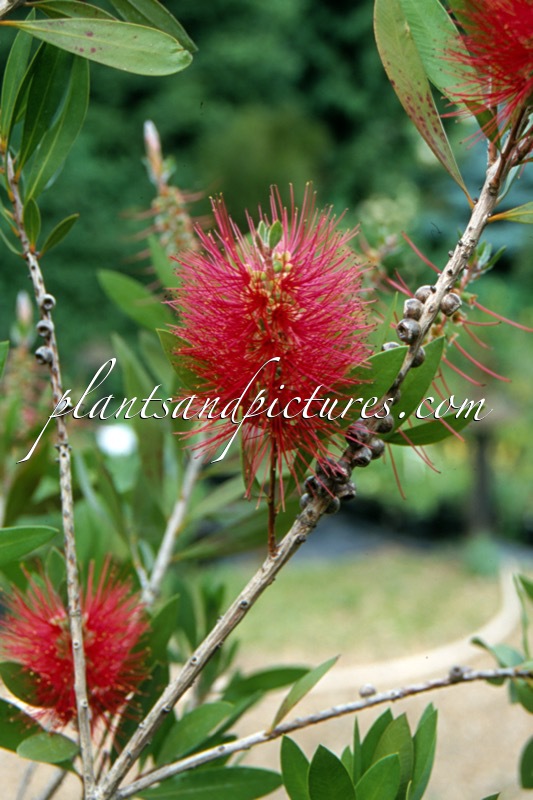 Callistemon citrinus