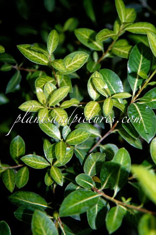 Pittosporum ‘Limelight’