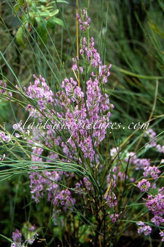 Nothospartium ‘Joy’