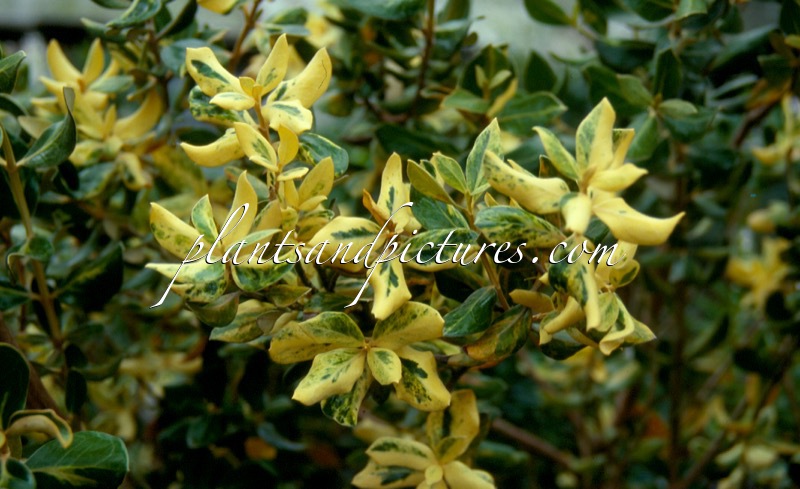 Olearia traversii ‘Variegata’