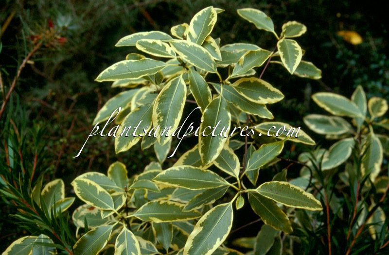 Pittosporum eugenioides ‘Variegatum’
