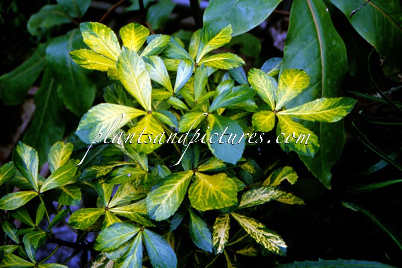 Pseudopanax lessonii ‘Gold Splash’