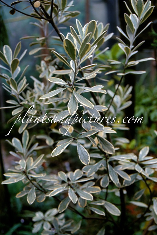 Pittosporum crassifolium ‘Variegatum’