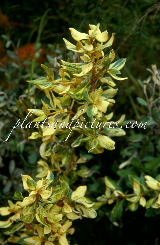 Olearia traversii ‘Variegata’