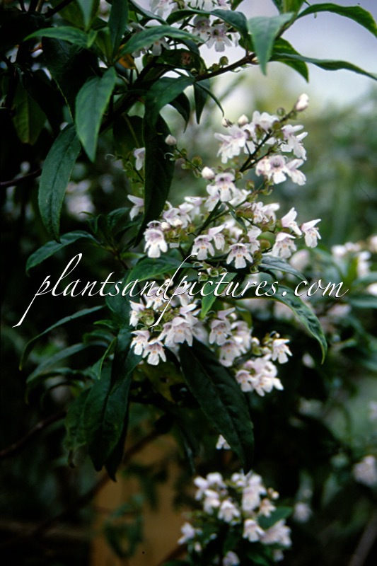 Prostanthera lasianthos