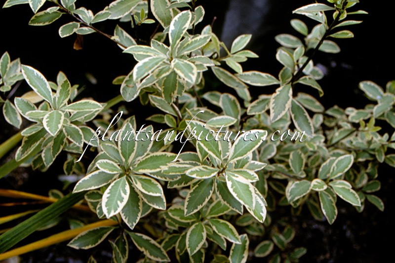 Pittosporum ‘Mystery’