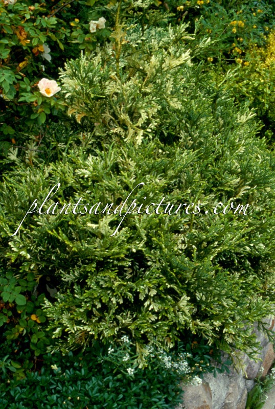 Thujopsis dolabrata ‘Variegata’