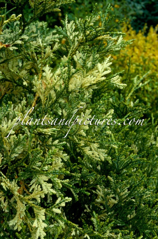 Thujopsis dolabrata ‘Variegata’