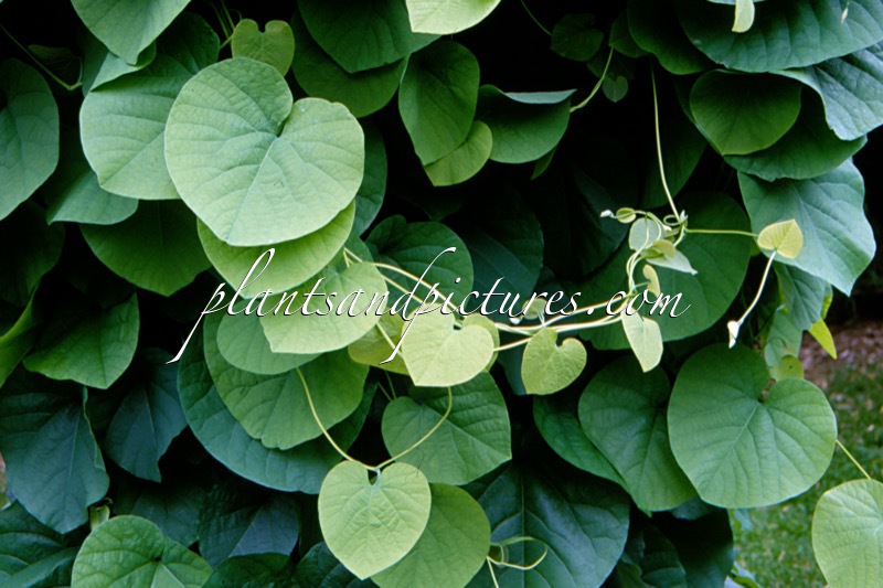 Aristolochia macrophylla