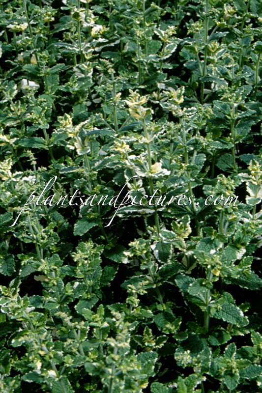 Mentha rotundifolia ‘Variegata’