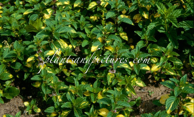 Mentha gentilis ‘Variegata’