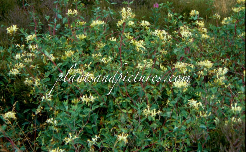 Lonicera periclymenum